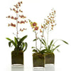 Orange orchid example